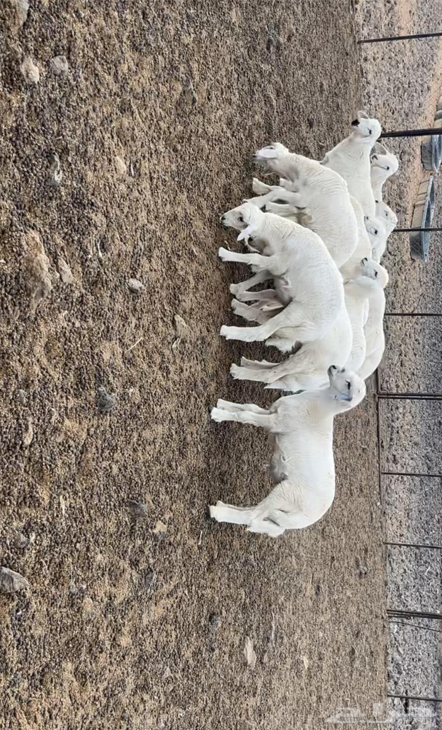 طليان. ورخل وحده64370467983233112