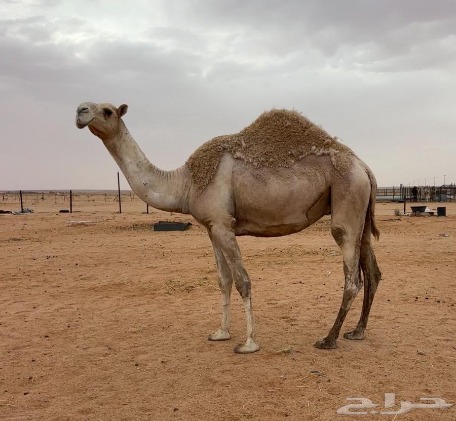 بكره ثنيه لقحه64373356743809112