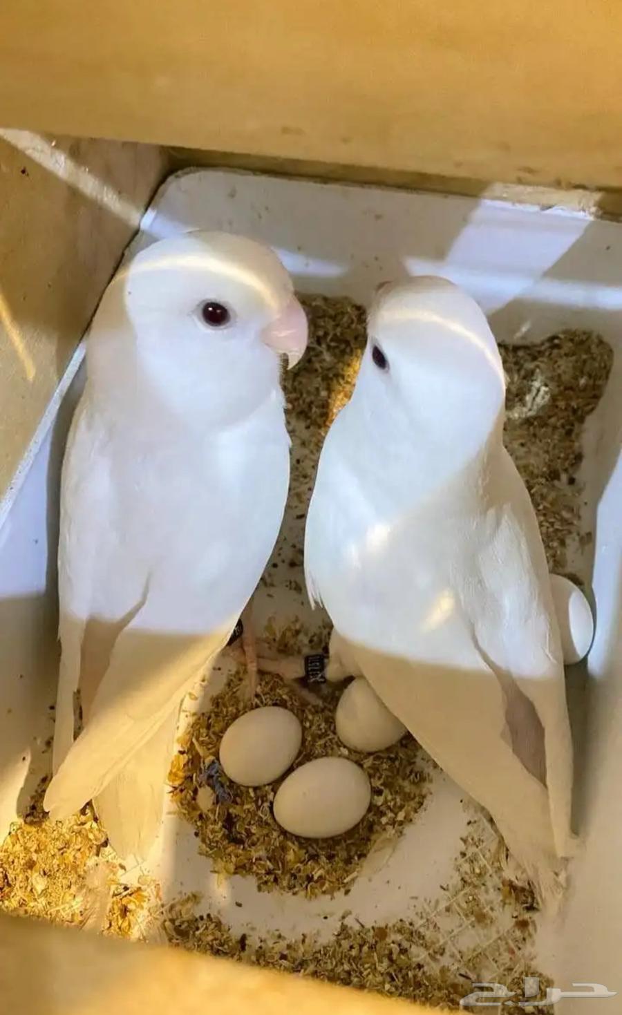 Pistachio nuts product64365850761729111