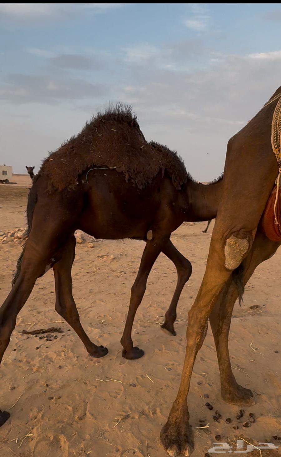 قعود مجهم لباني64372974937859110