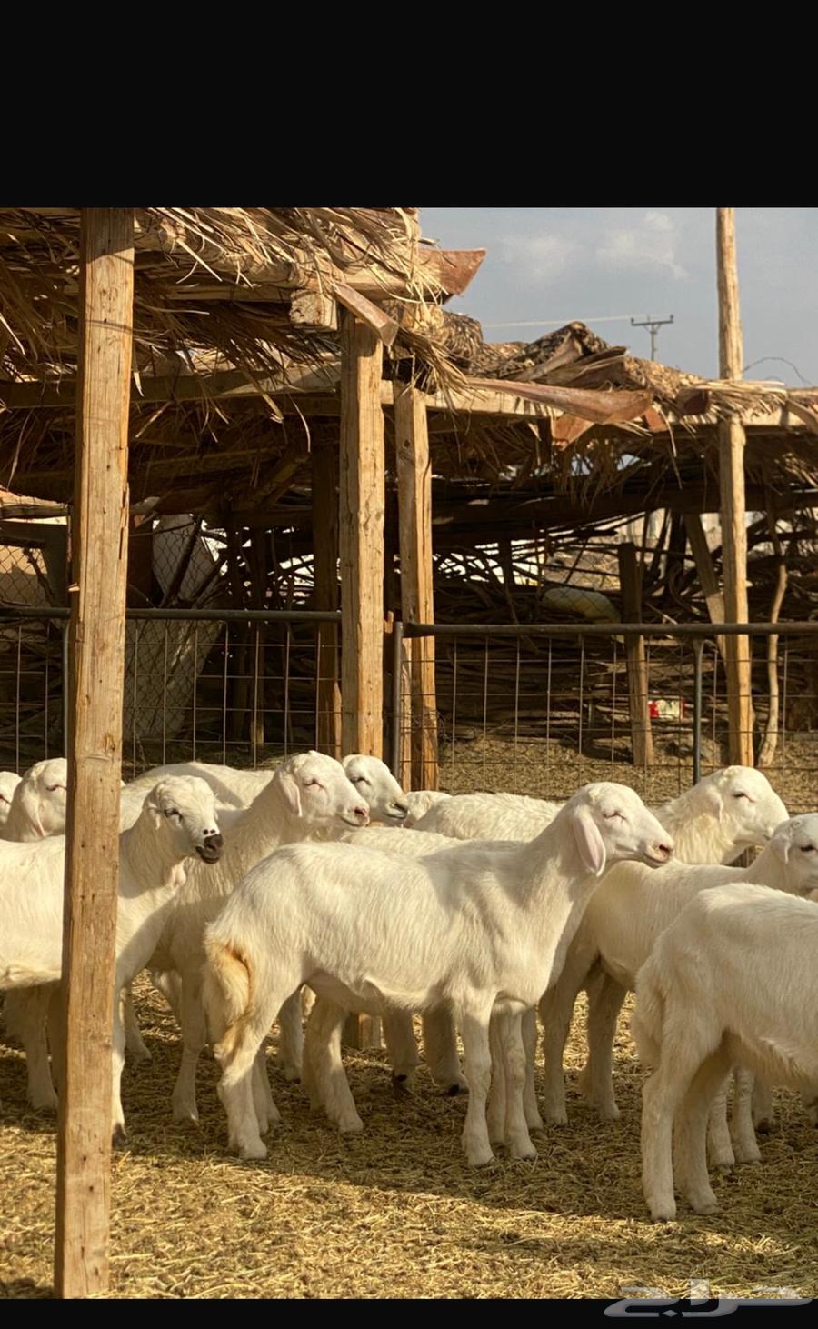 بهم حري للبيع64373388521217111