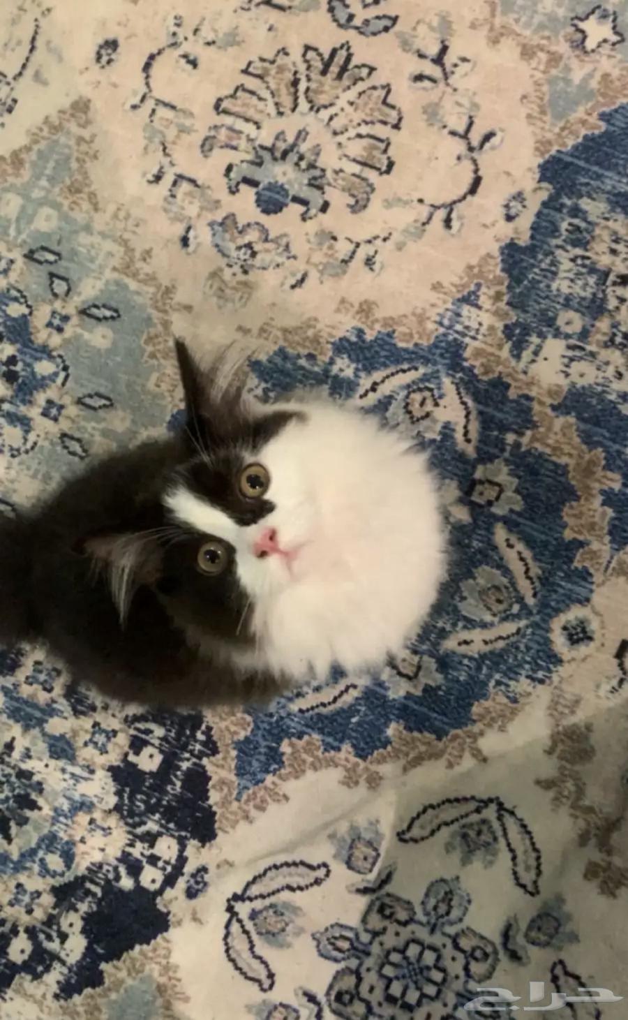 قطط لتبني64371307030147111