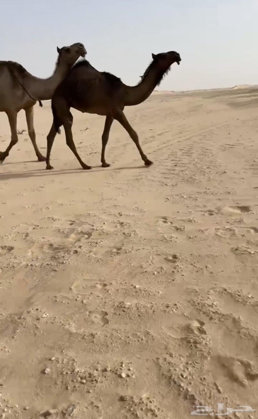 للبيع مفروده فرديه64367114768898110