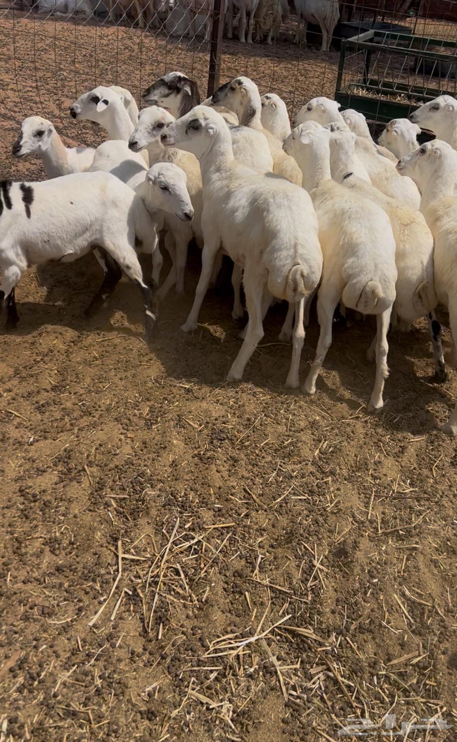 بهم رفيدي64367654369666111