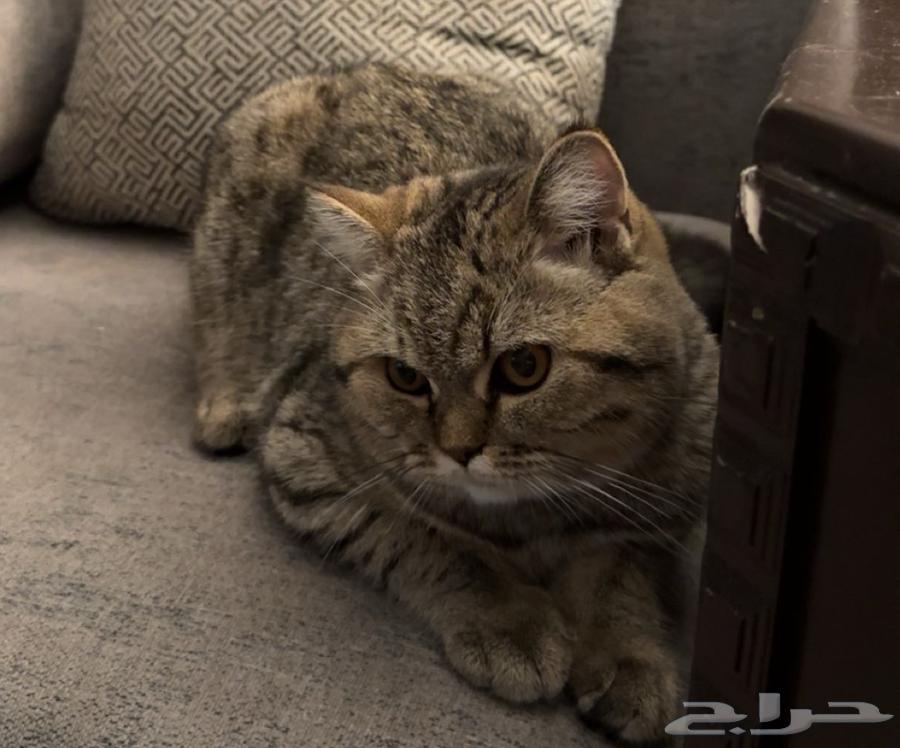 قط انثى64365836110337112