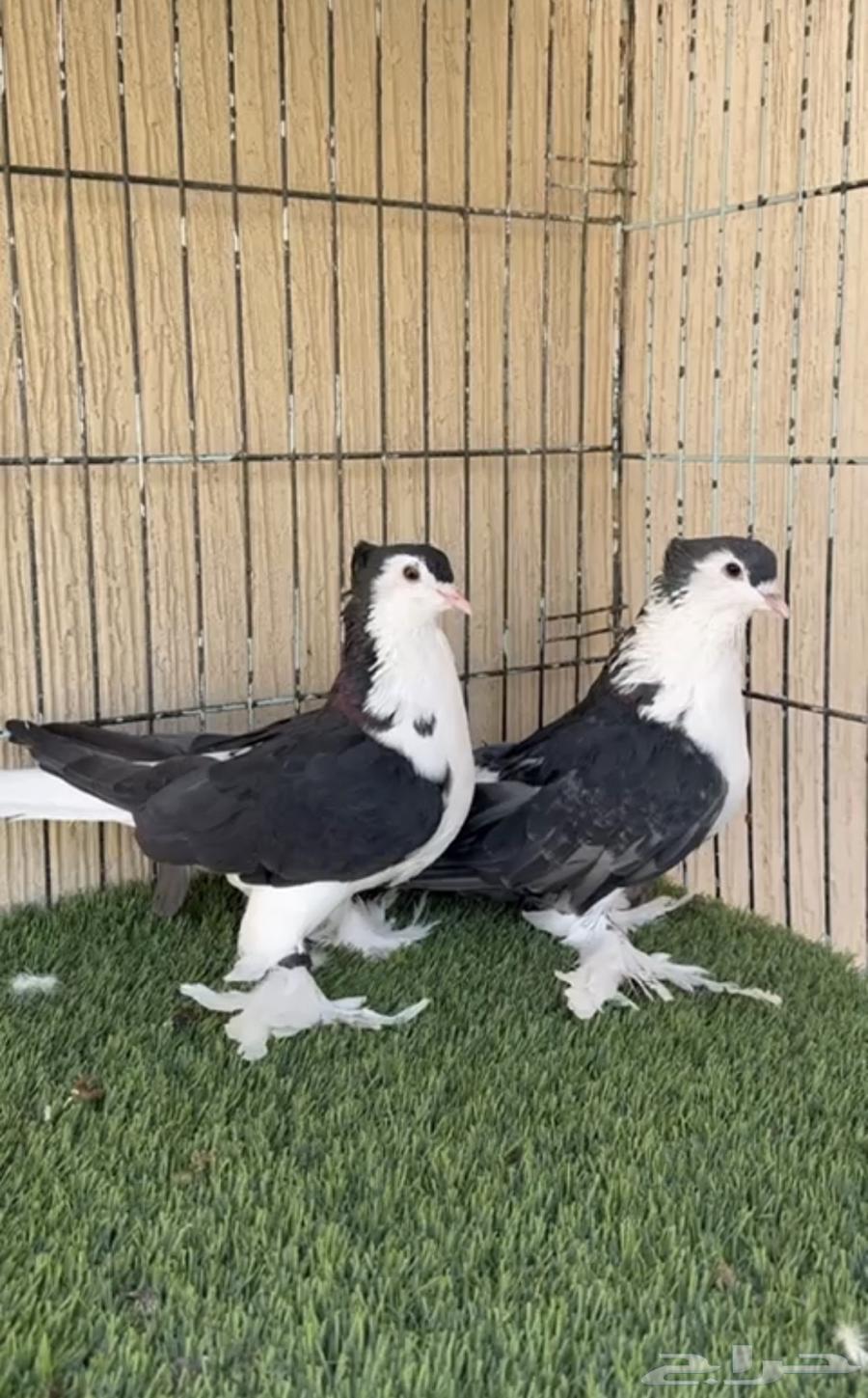 حمام شيرازي او لاهوري جوز منتج ماشاءالله. للبيع64372682655105110