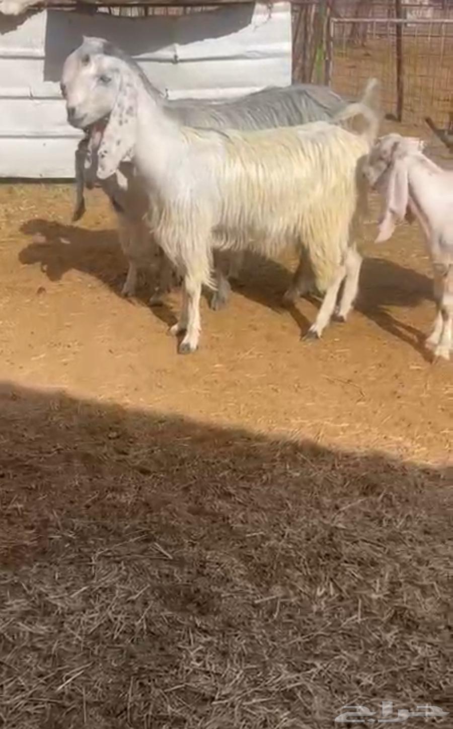 معزاء مصريات مواليد ( جم )64371657888897110