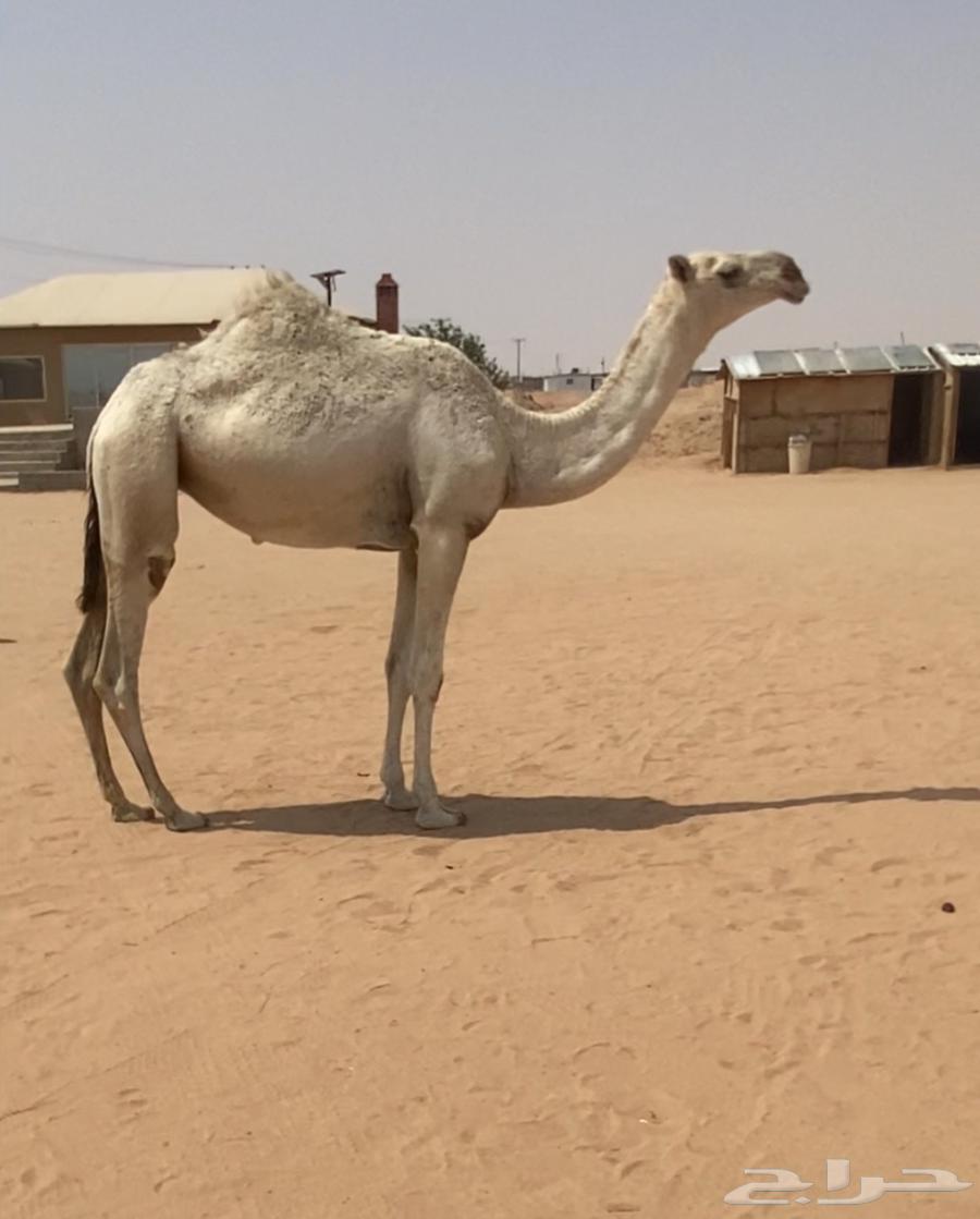 للبيع بكره حاكميه كفوو64373433332097112