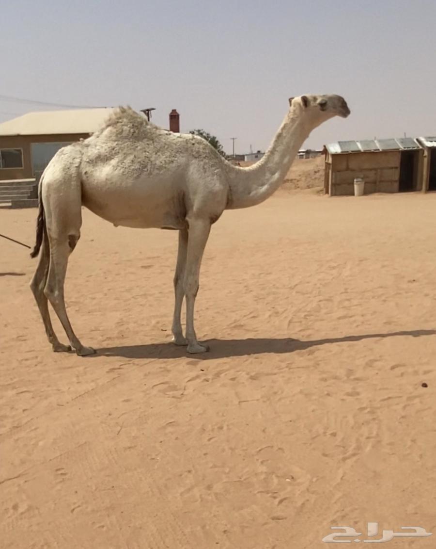 للبيع بكره حاكميه كفوو64373433332097111