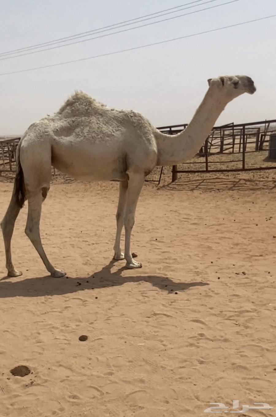 للبيع بكره حاكميه كفوو64373433332097110