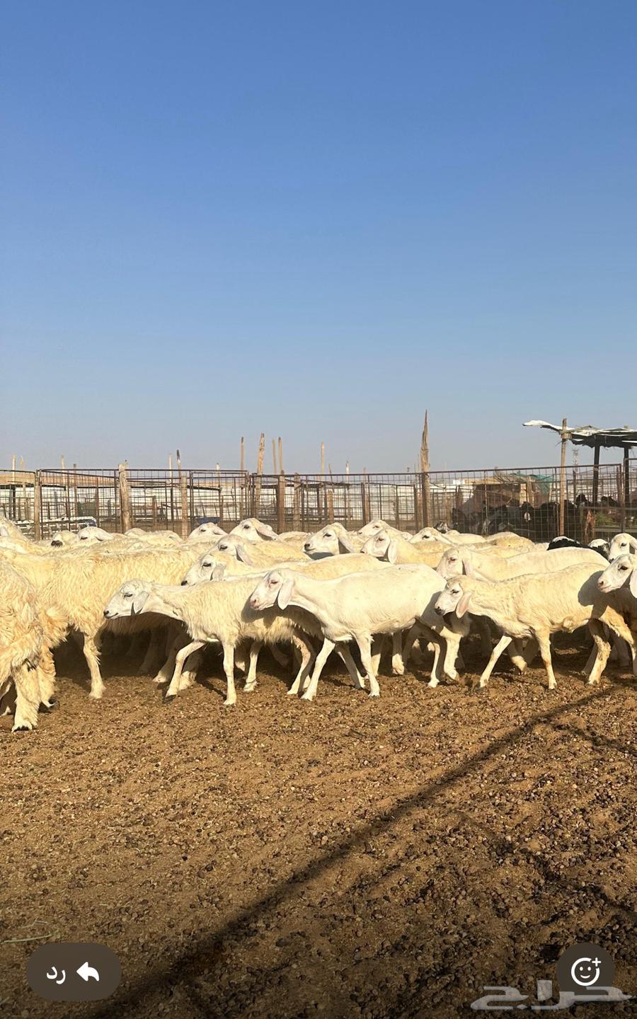 للبيع رخال حريه64373521935105110