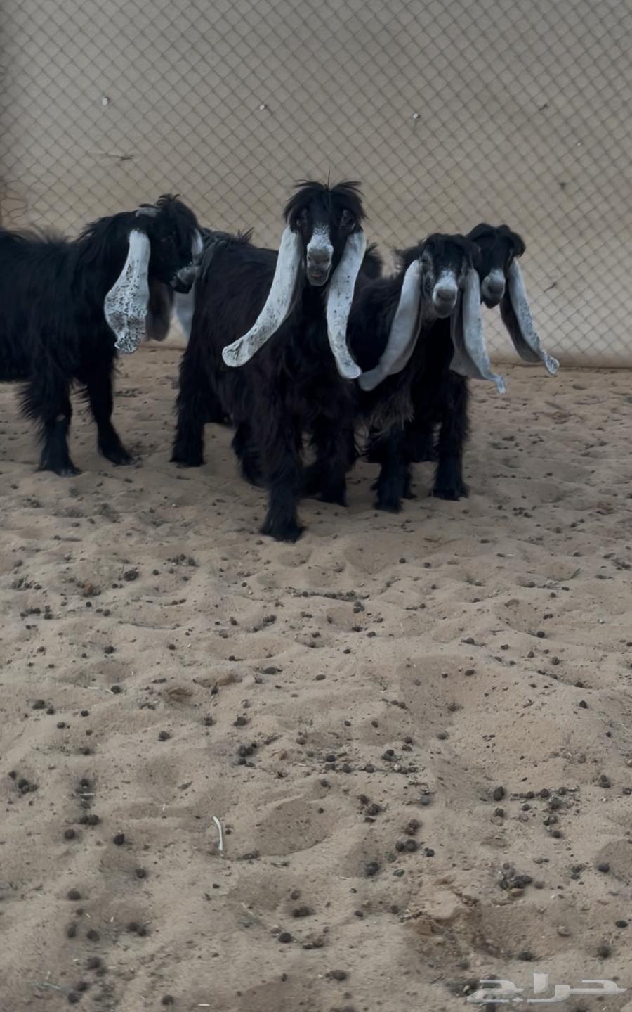 عرض بيع جفرات عوارض صنف64373194869891110