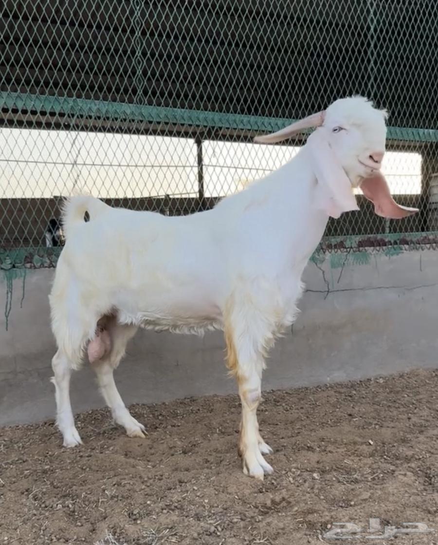 تيس ابيض ابرص مشروك جرم طيب ماشاءالله64367508224003111