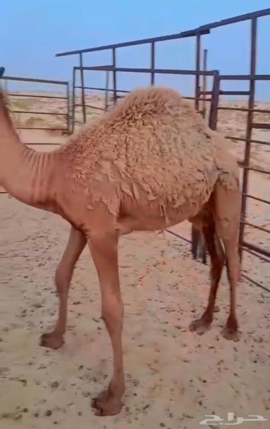 قعدان للبيع64367172839427110