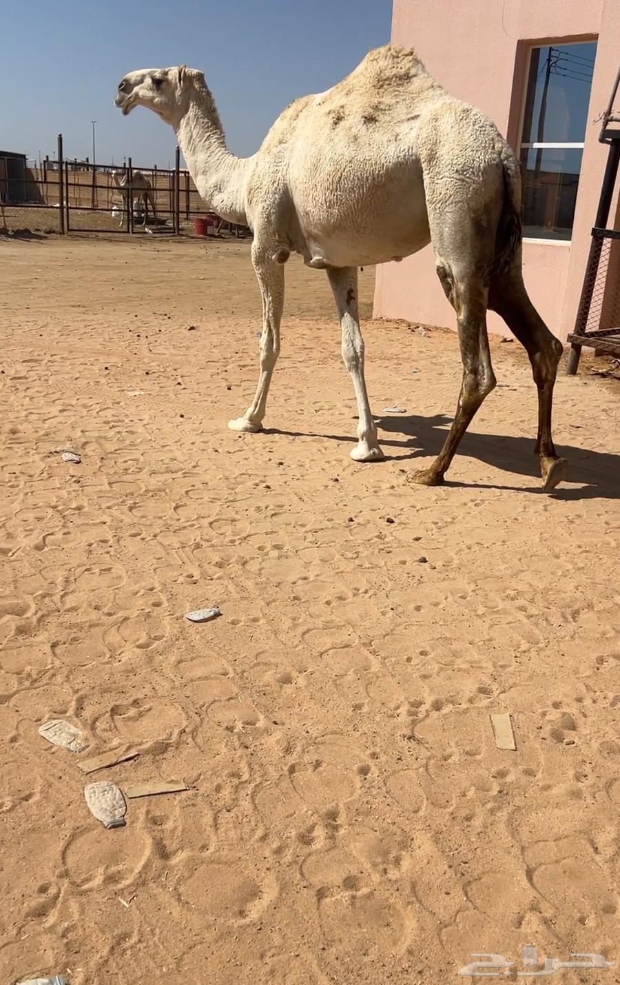 للبيع بكره وضحى طيبه64367654386051110