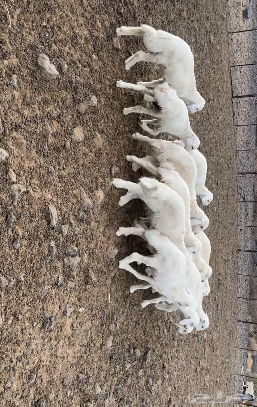 طليان. ورخل وحده64370467983233111