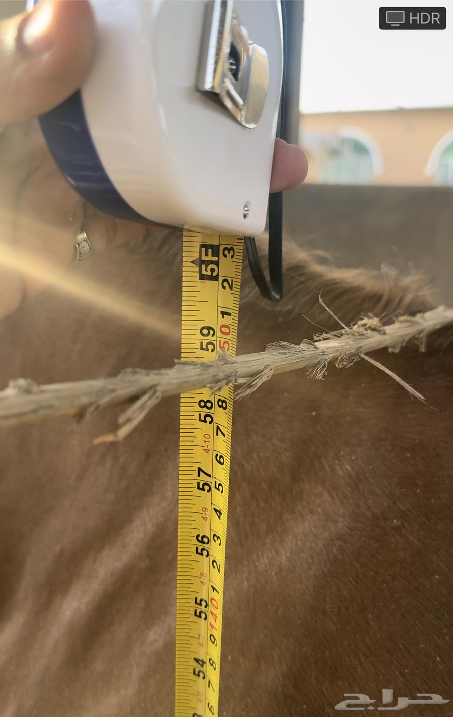 مهره واهو فاخرة للبيع64364595775747112