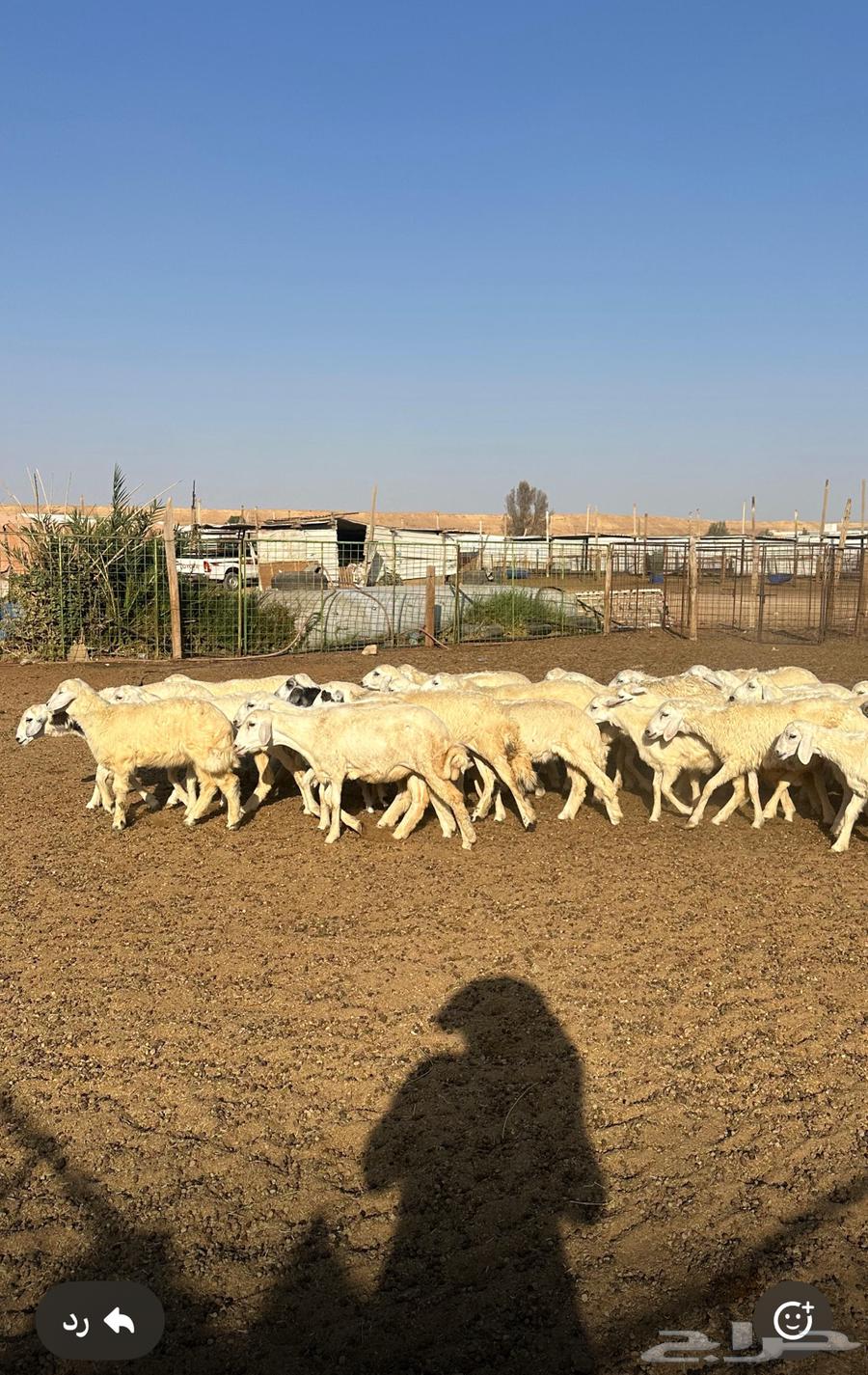 للبيع رخال حريه64373521935105111