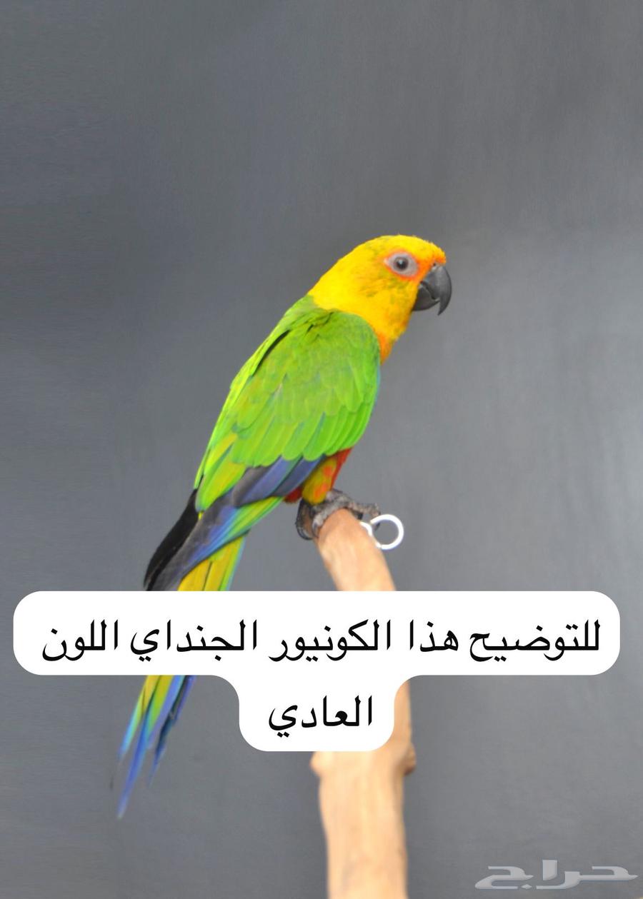 لأهل النوادر فروخ جنداي كنيور رد فاكتور64372945671554112