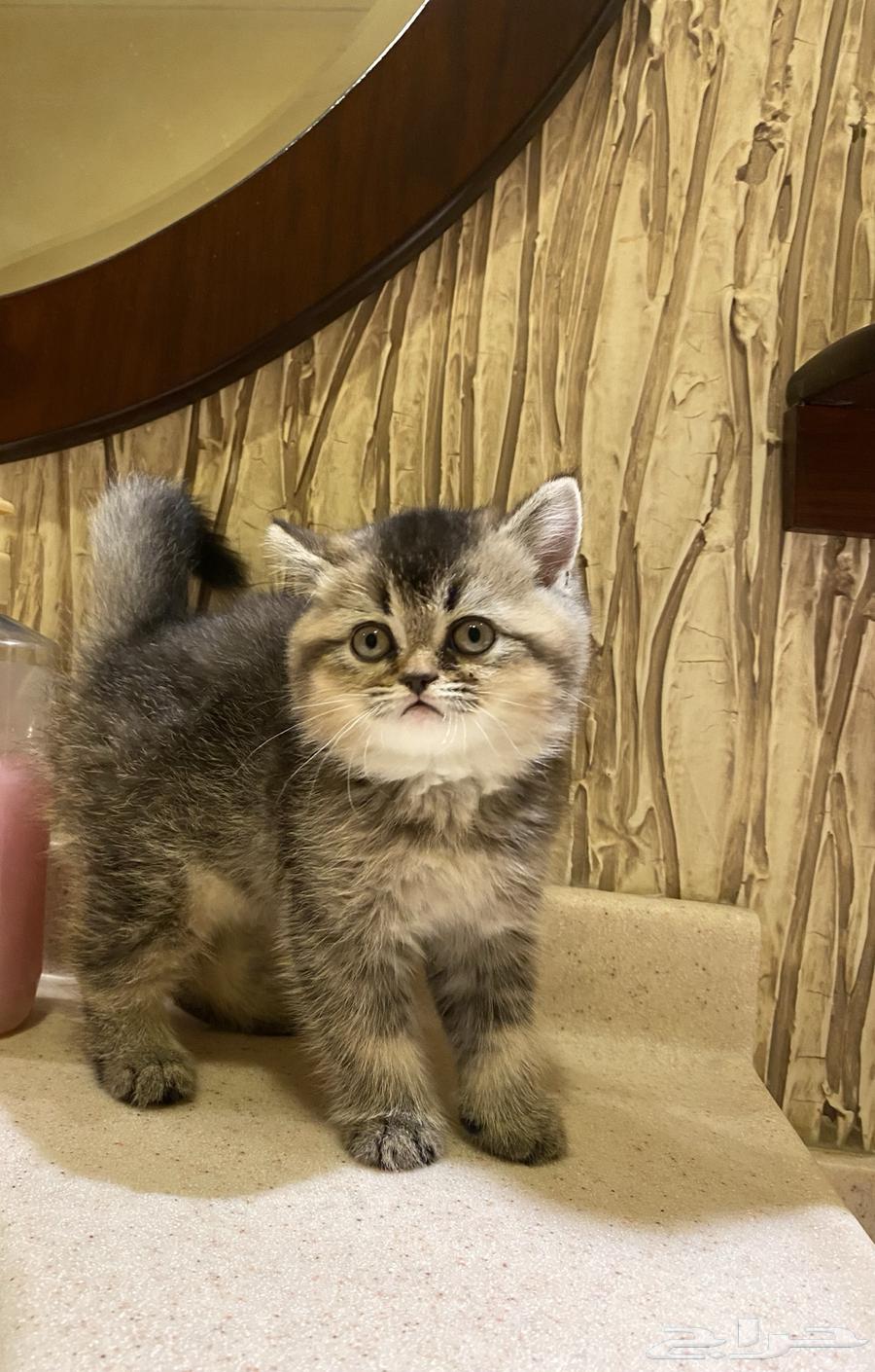 قطه سكوتش للبيع64372229474178111