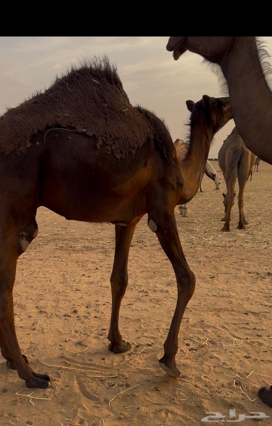 قعود مجهم لباني64372974937859111