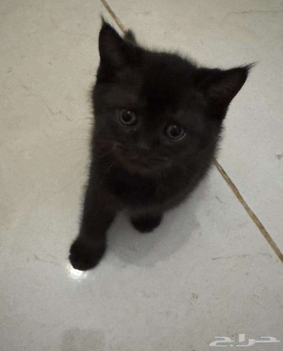 كتن للبيع بسعر رمزي64372507279489111