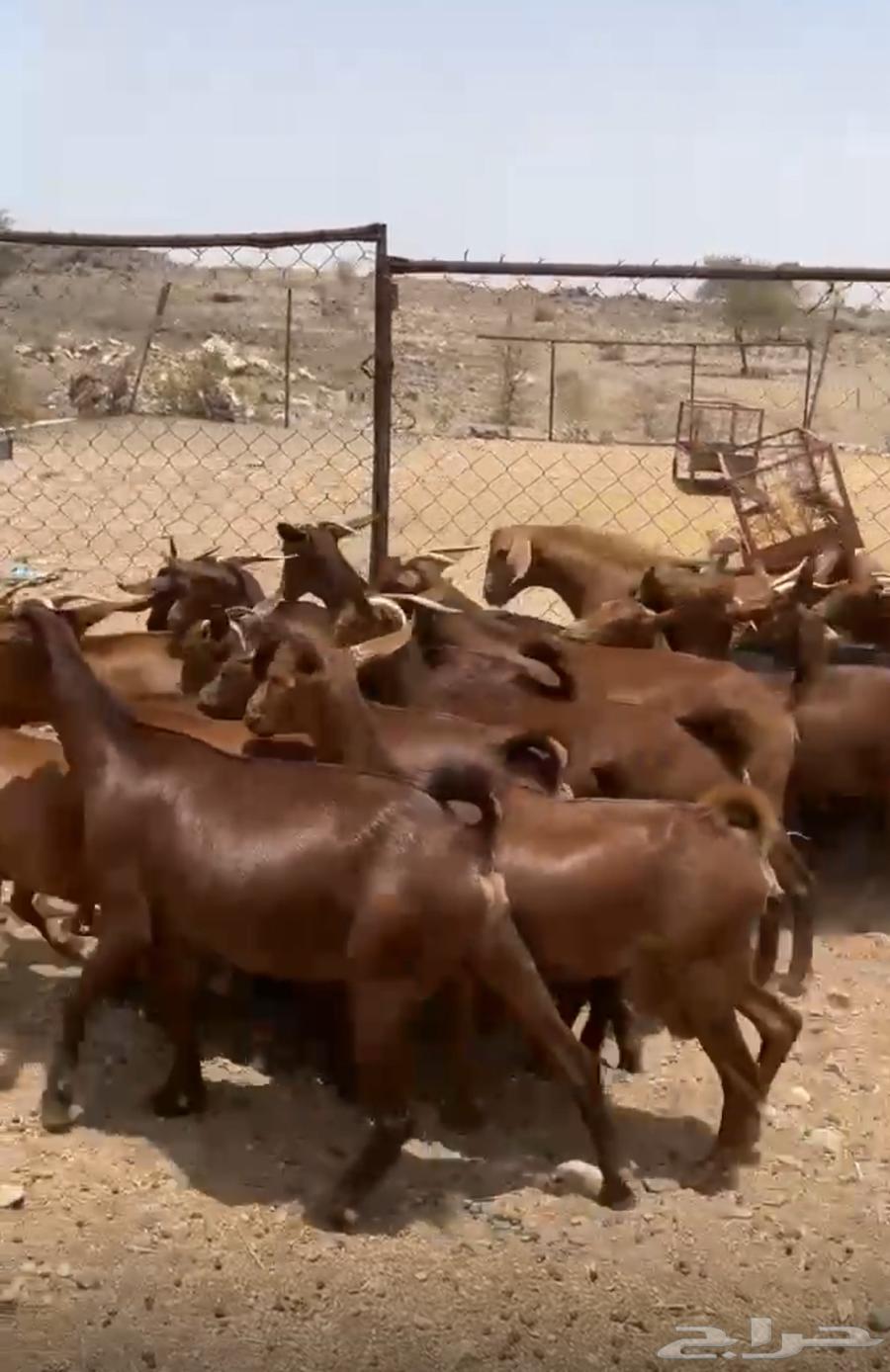 عنقان دهم للبيع العدد 21 راس64369209937282110