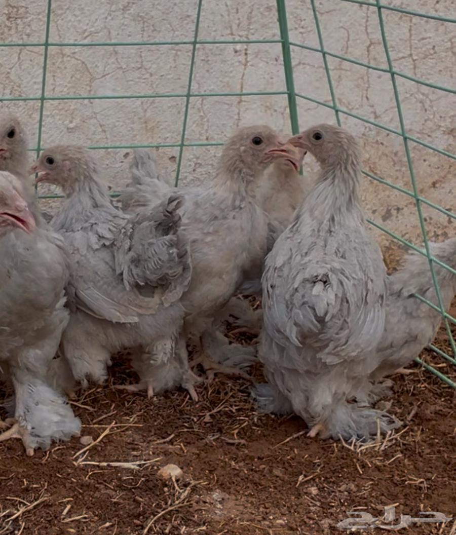 Brahma Mini External (Imported) and Production64374685627523113