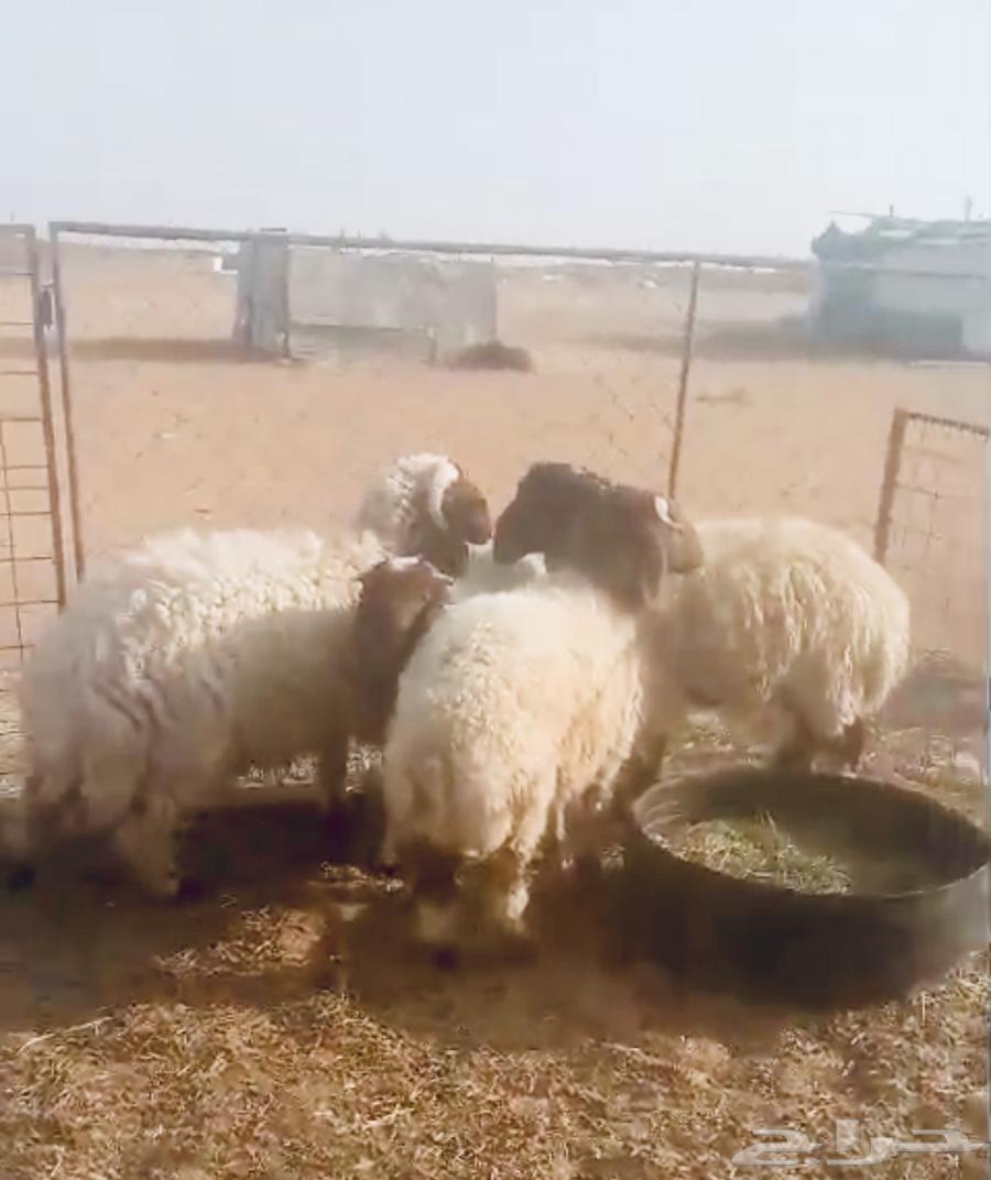 للبيع نعيم خرفان العدد 464365528413697111