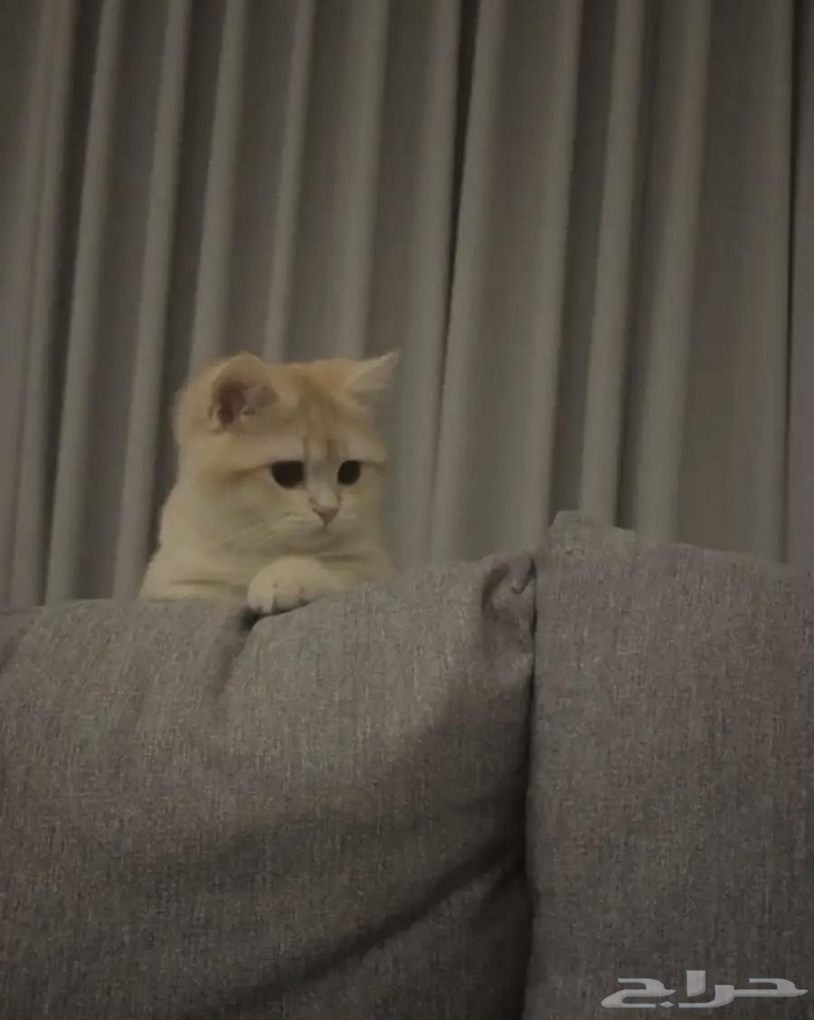 قطط لتبني64371307030147112