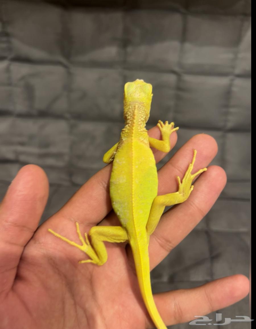 اغوانا البينو64365791585666113