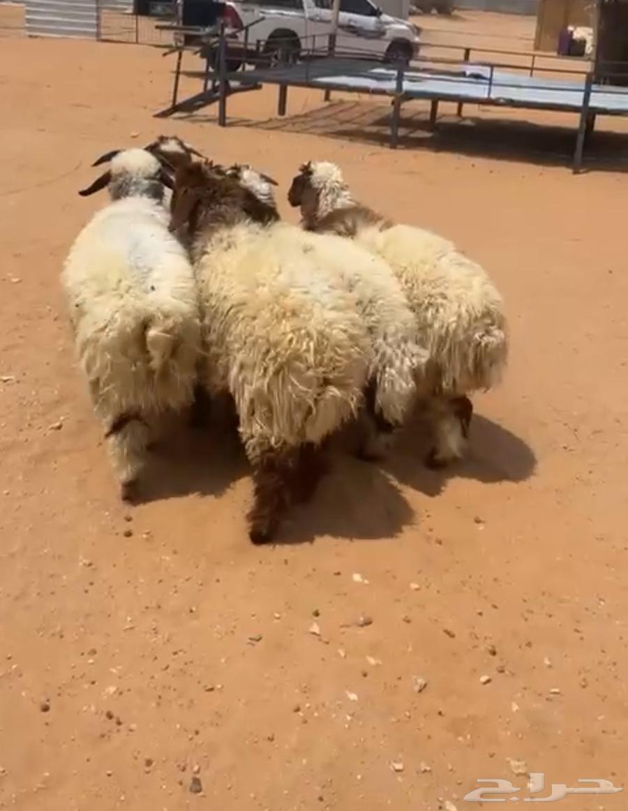 نعيم فاخره للبيع-يتوفر التقسيط تمارا64370395801217113