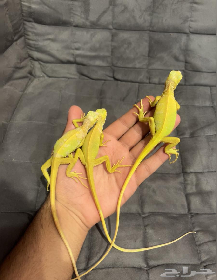 اغوانا البينو64365791585666112