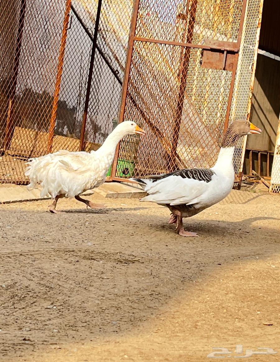 وز نضيف64375932124545110