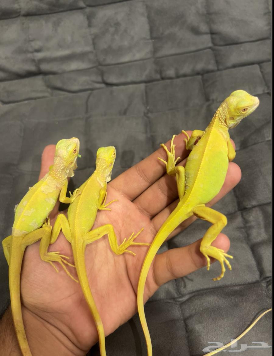 اغوانا البينو64365791585666110