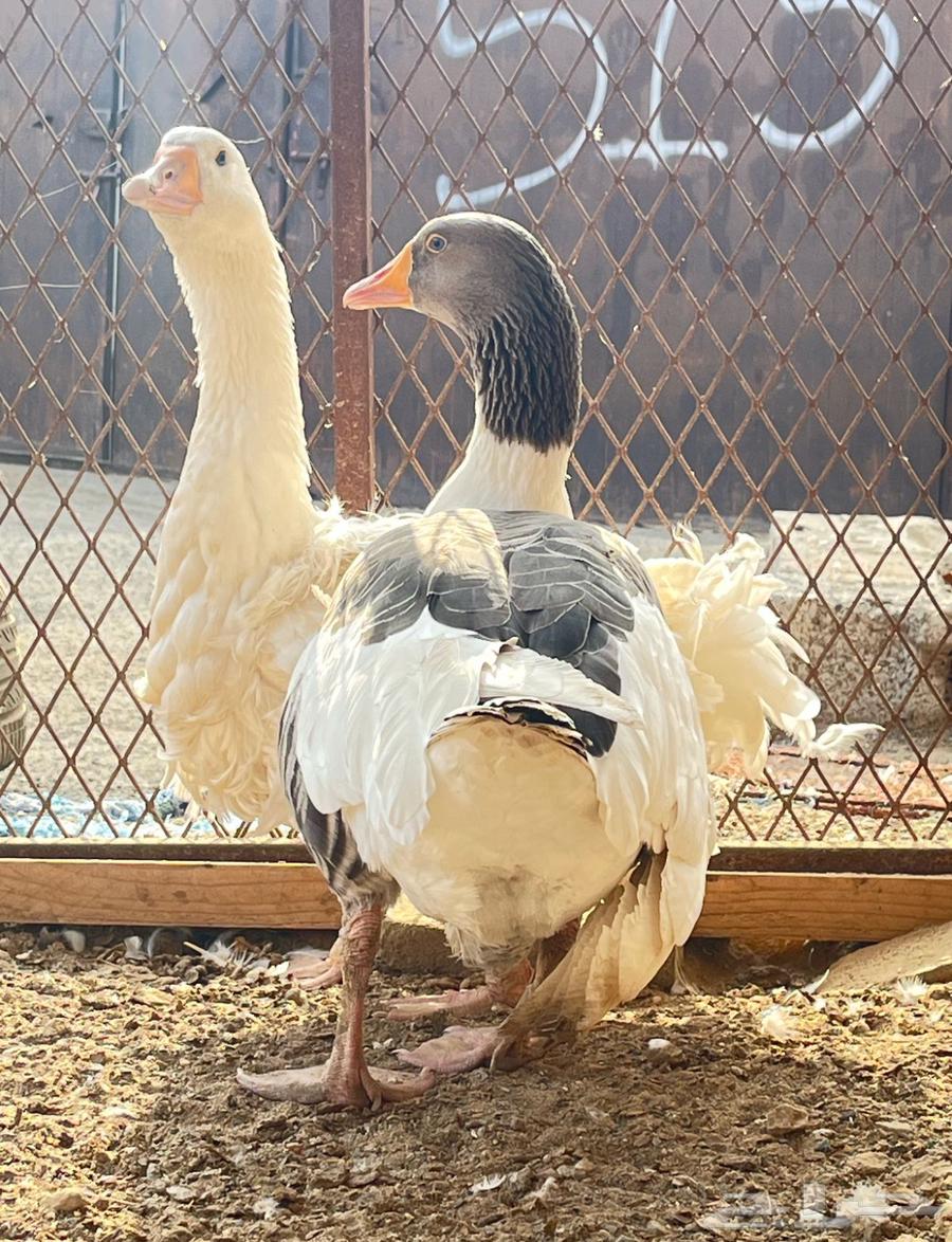 وز نضيف64375932124545112