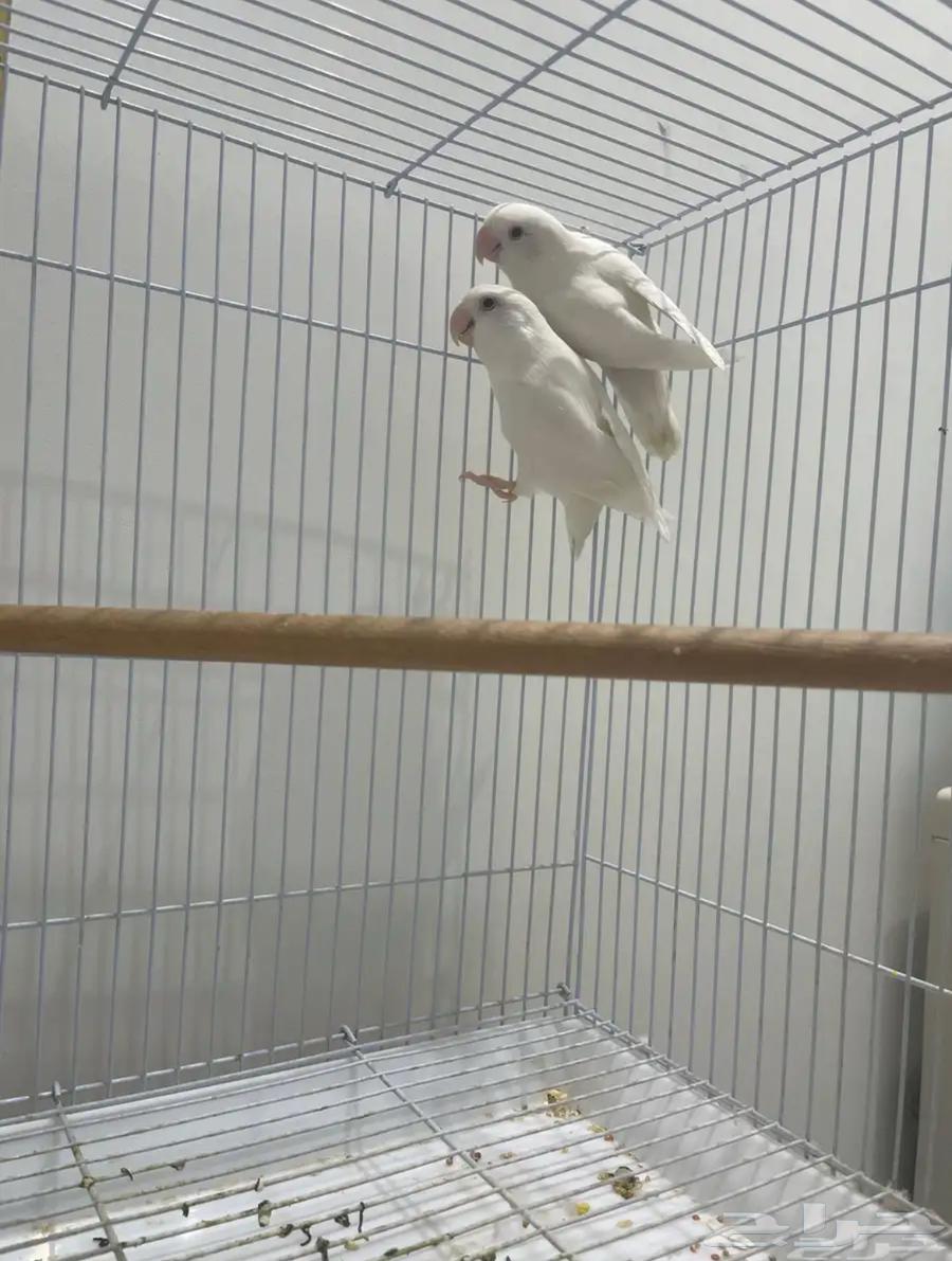 ازواج روز البينو منتجه64371847454210113