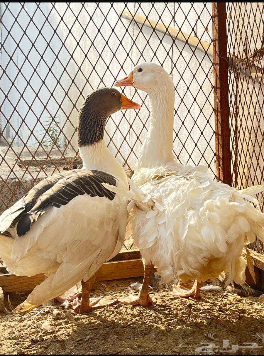 وز نضيف64375932124545111