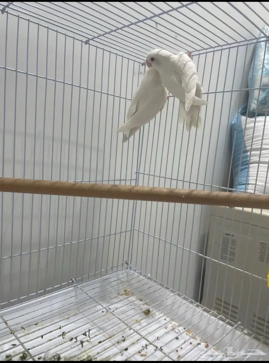 ازواج روز البينو منتجه64371847454210114