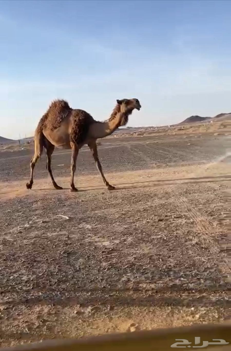 ناقه شعلا مبيوع ولدها قبل اسبوع والديس فيه حليب64366234323202110