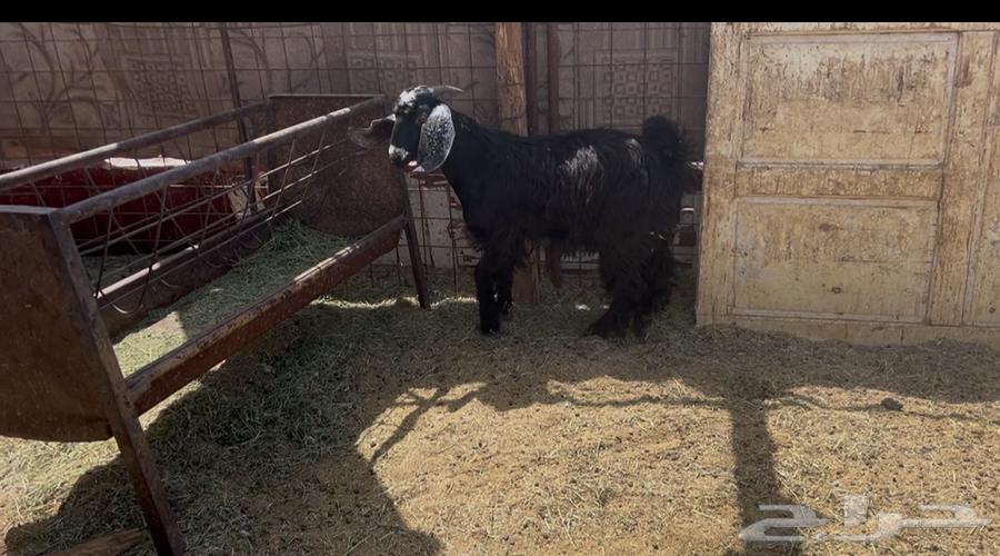 للبيع تيس فل شحم64365836154883110