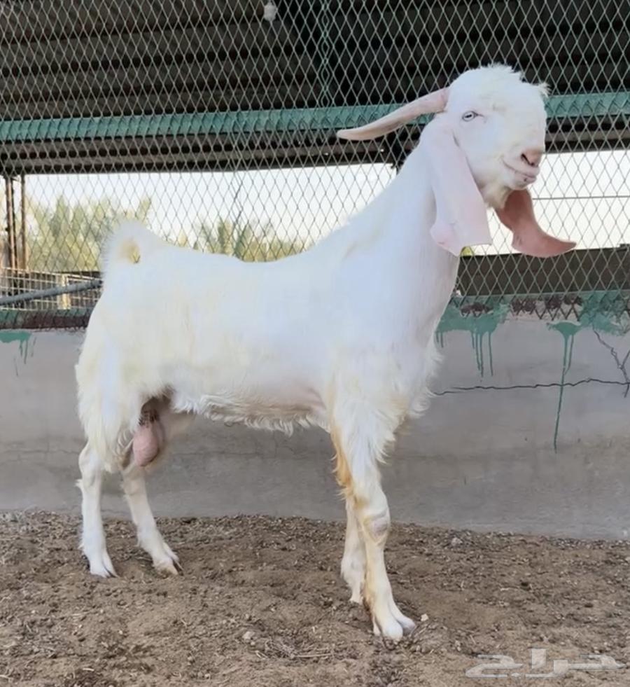 تيس ابيض ابرص مشروك جرم طيب ماشاءالله64367508224003112