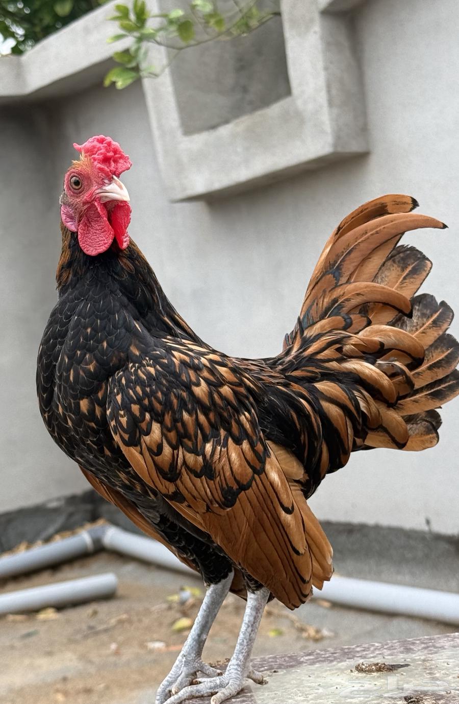 Sprite Chicken64372712061825110