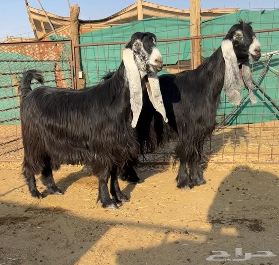 For sale, excellent quality goats with good features64366761325186111