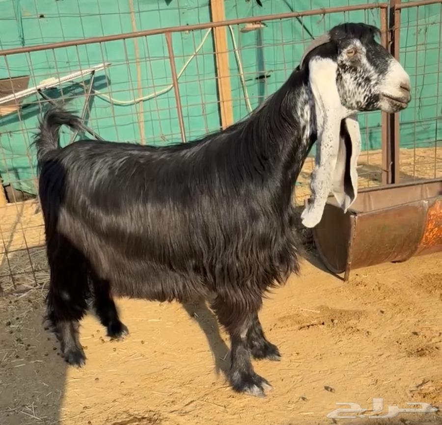 For sale, excellent quality goats with good features64366761325186110