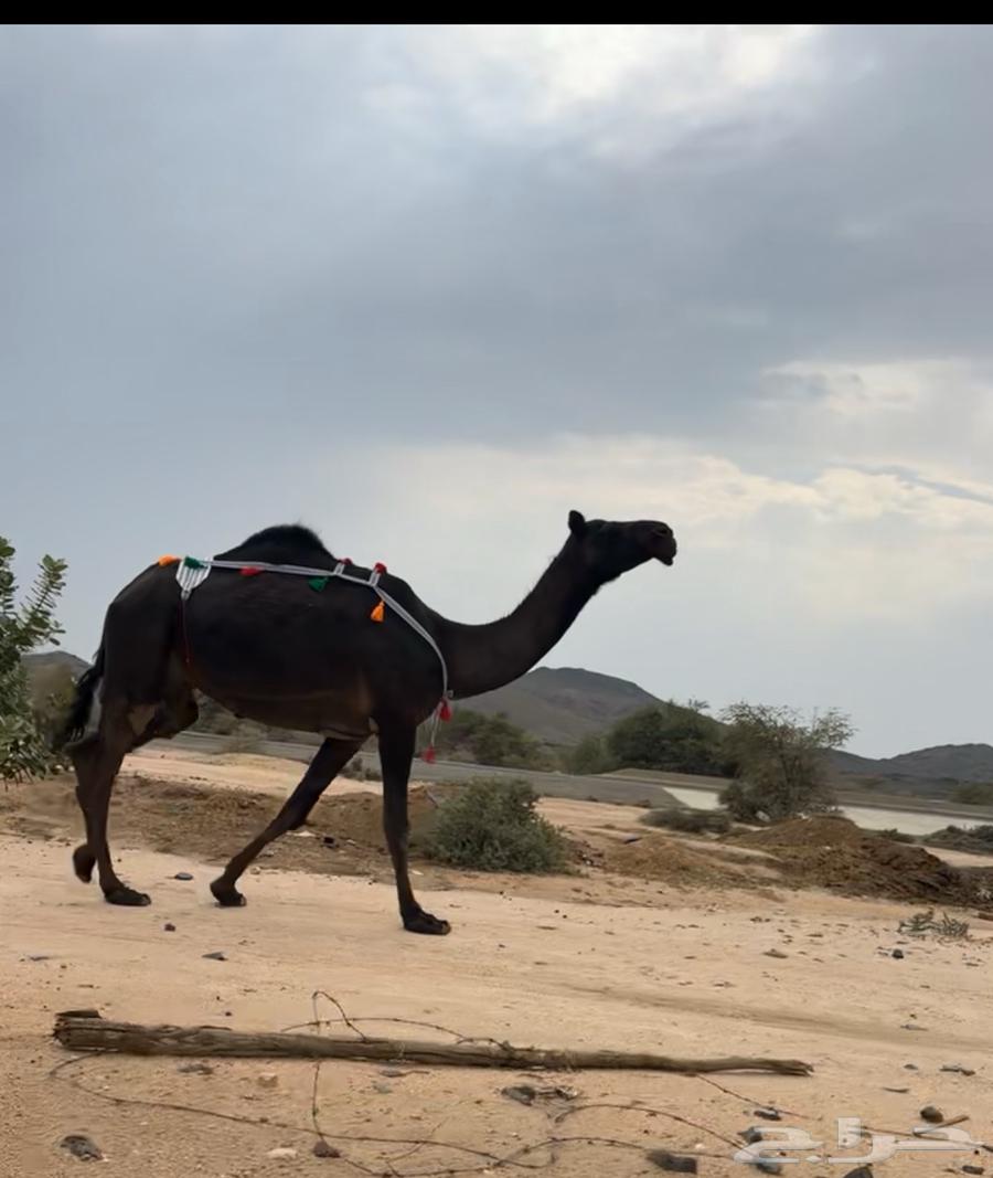 للبيع ضروبه مجهم طيبه64367988880515110