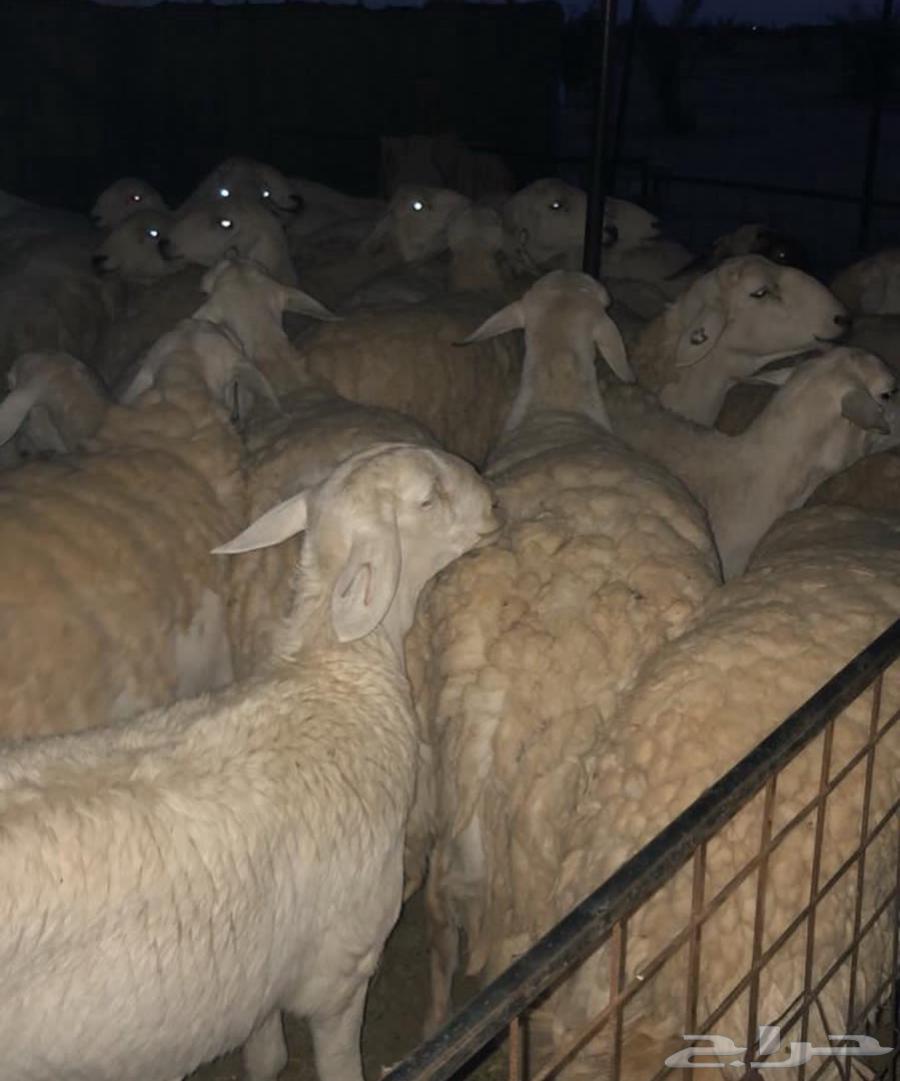 7 رخال حريات صنف للبيع64373905843842111