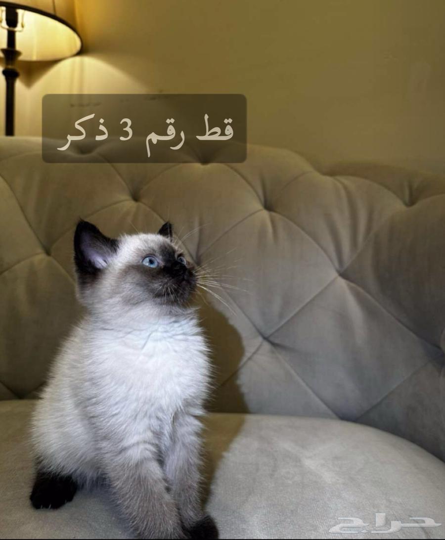 قطط كتنز سكوتش فولد64360133004673114