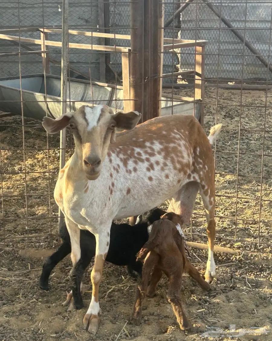 عنز جنوبيه متبع بتيس وجفره64373388552321110