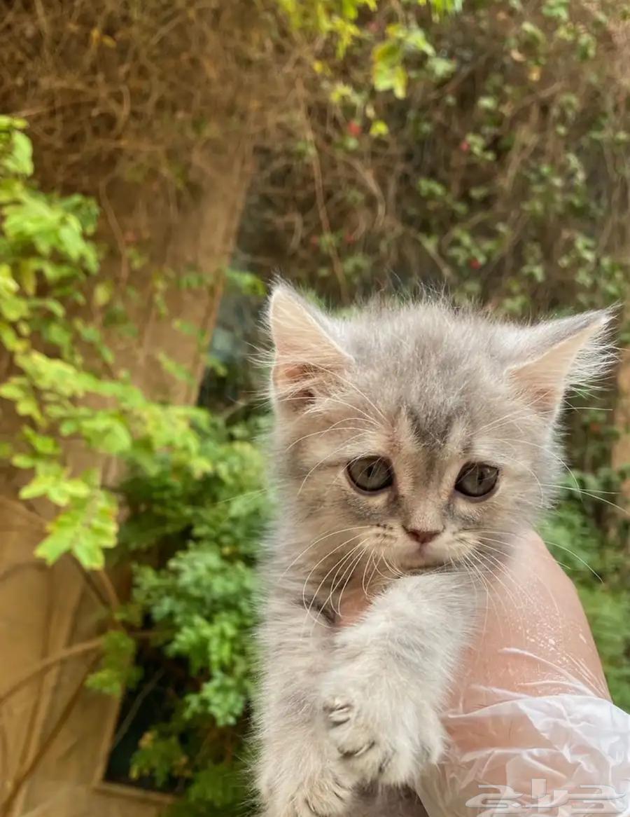 كيتن سكوتش عمر شهرين للبيع64362695347713110